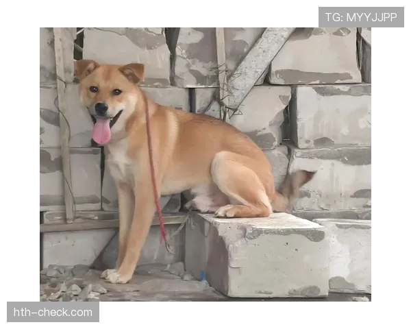 埃琳·安德森家的狗都比你年薪高